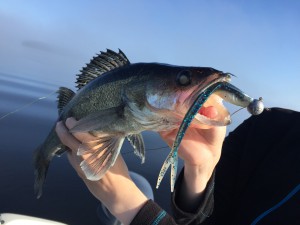 kalastus kalastusblogi kuha