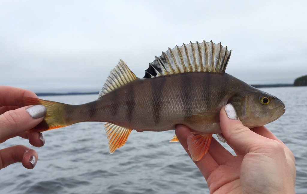 ahven raitapaita 