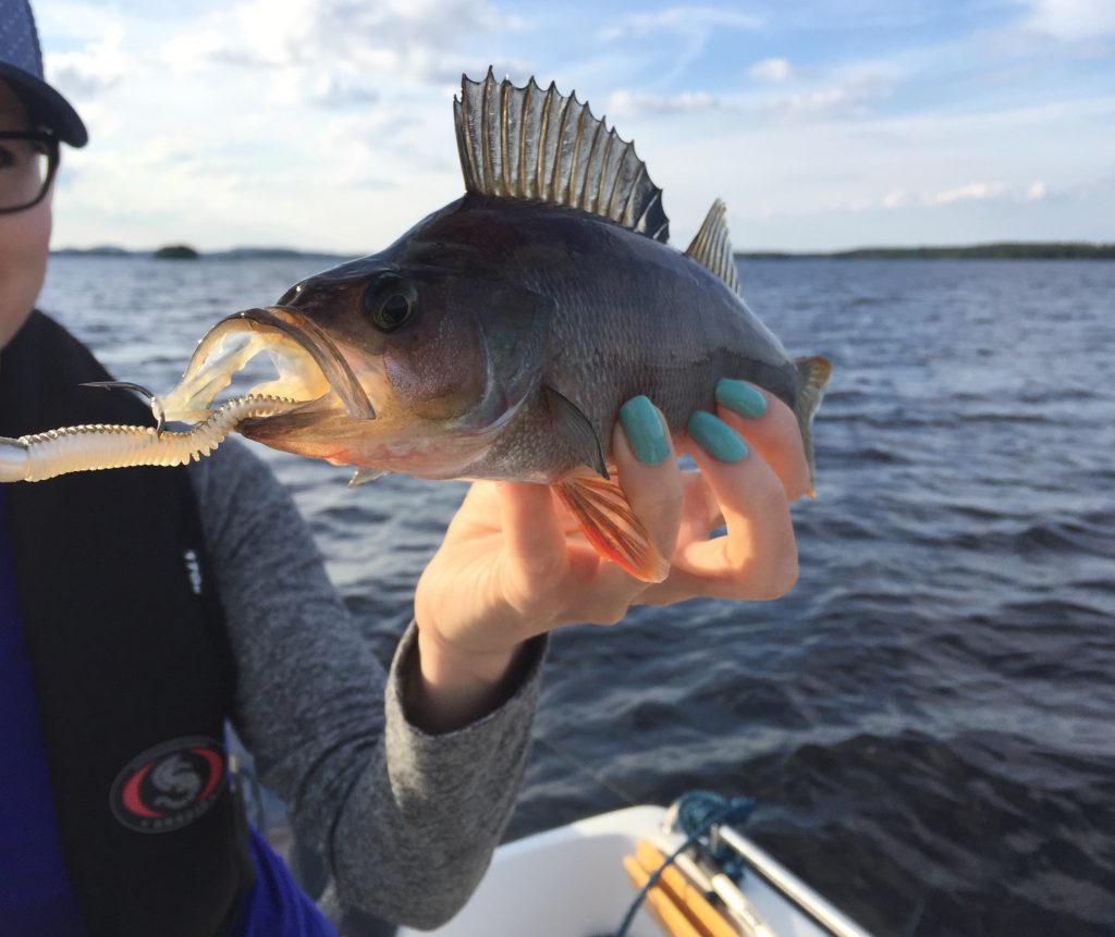 Angry Perch, tästäkö uusi hittielokuva ;)