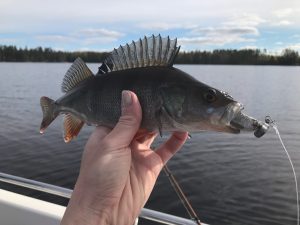 Pienet ahvenet pääsivät takaisin